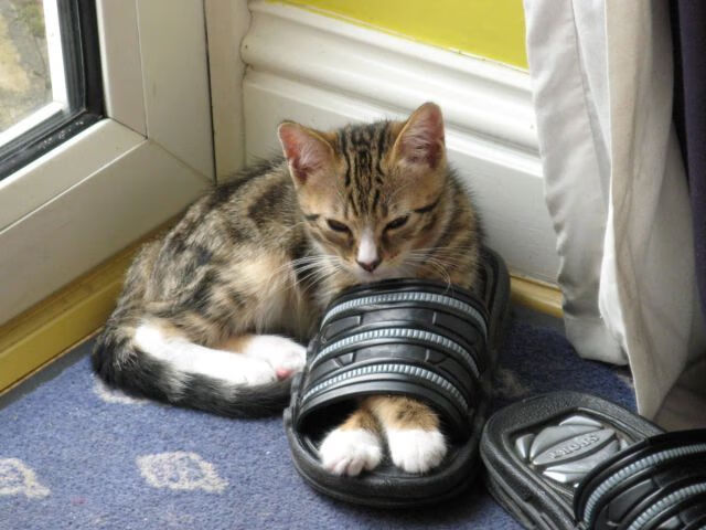 九游app官网下载-田径赛季选手状态调整见成效，田径运动员赛前调整