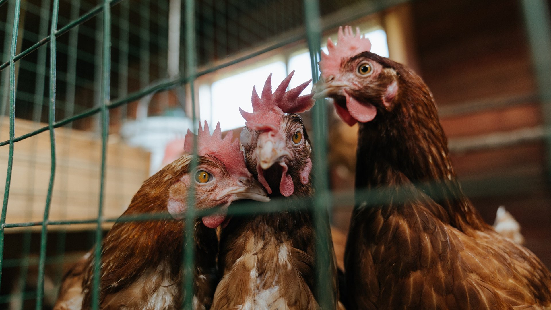 西甲攻防转换:精彩不断,场面精彩绝伦!,西甲新规则